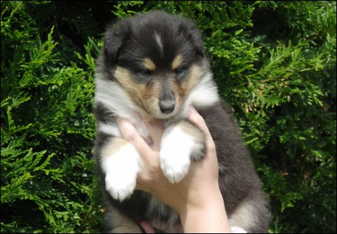 26.06.2005 - Brona