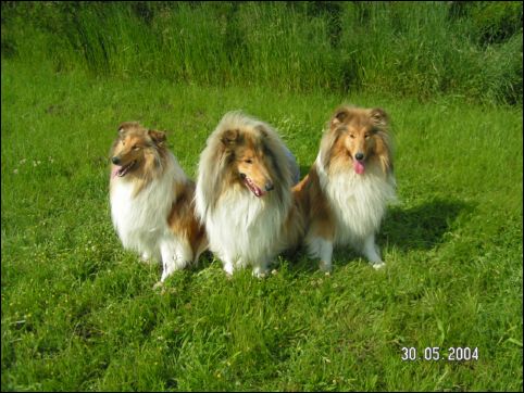 30.05.2004  Beauty, Quinn, Cora