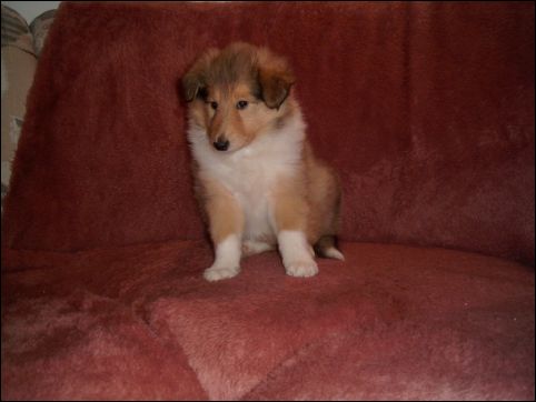 Albi