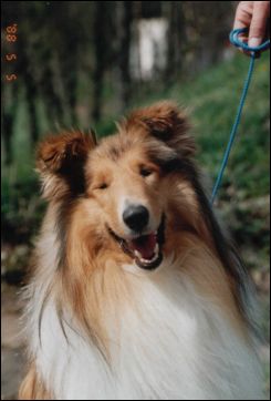 Alfi - Lex (16 months )