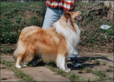 Alfi - Lex (16 months )